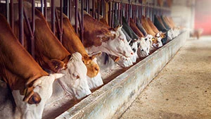 Категория товаров